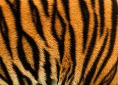 the fur of a tiger is brown and black