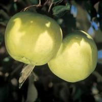 two green apples hanging from a tree branch