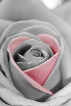 a black and white photo of a rose with pink petals on the end of it