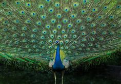 a peacock displaying its feathers with it's tail open