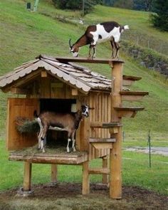 a goat standing on top of a wooden structure