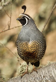 a close up of a bird on a tree branch