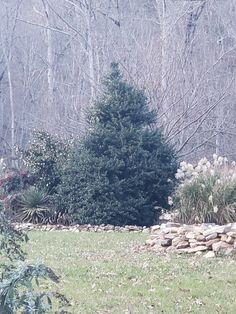 there is a large tree in the middle of this yard with rocks and trees around it