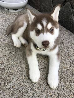 a husky puppy is laying on the ground