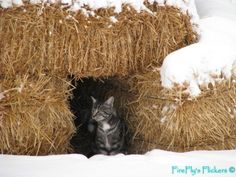 a cat sitting in the middle of hay bales with snow on top and behind it