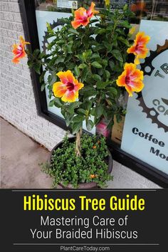 a potted plant with flowers in it and the words hibiscus tree guide