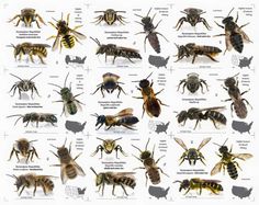 many different types of bees on a white background