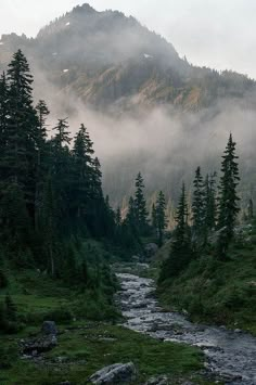 a stream running through a lush green forest covered in fog and low lying clouds next to a mountain