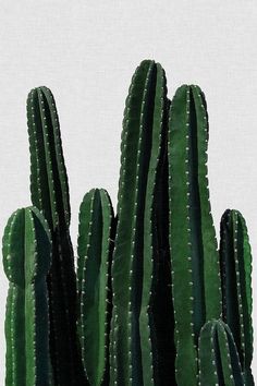 a group of green cactus plants against a white background