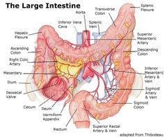 the large intestine is labeled in this diagram