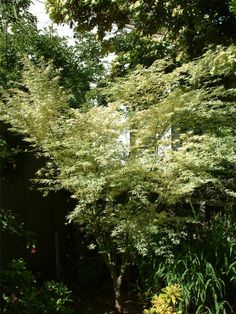 a small tree in the middle of a garden