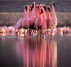 a group of flamingos standing in the water with their beaks touching each other