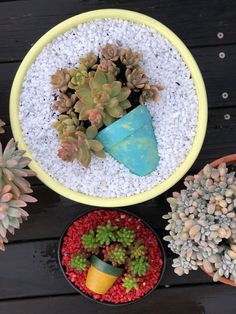 three potted plants sitting next to each other on top of a wooden table with gravel