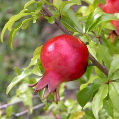 pomegranate growing on the branch of a tree