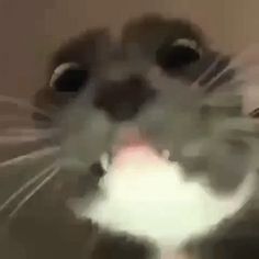 a blurry photo of a cat's face with it's mouth open