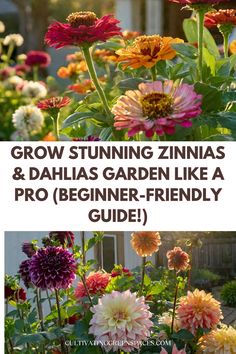 some colorful flowers with the words grow stunning zinnas and dahls garden like a pro beginner - friendly guide