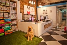 a dog sitting in the middle of a store