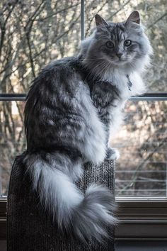 a cat sitting on top of a scratching post in front of a window sill