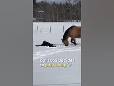 there is a horse that has fallen in the snow