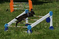 a dog jumping over an obstacle in the grass