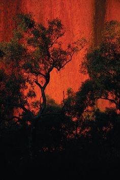 an orange sky with trees in the foreground and red light on the wall behind it