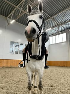 a white horse standing in an indoor arena with its head turned to the side and harnessed around it's neck