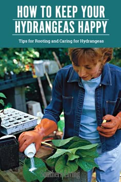 the cover of how to keep your hyrdranges happy tips for rooting and caring for hydrangeas