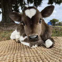 a stuffed cow laying on top of a rug