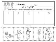 the human life cycle worksheet for children to learn how to read and write