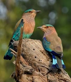 two colorful birds sitting on top of a tree branch next to each other in the forest