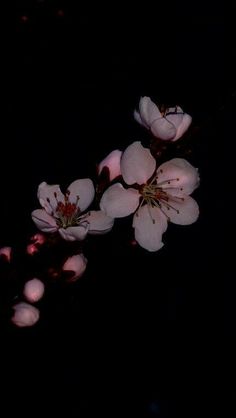 some white flowers in the dark on a branch