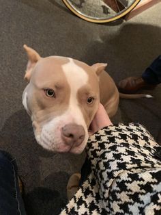 a brown and white pitbull is being petted by someone