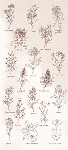 an image of different types of flowers on a sheet of paper with the words, plants and