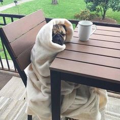 a pug wrapped in a blanket sitting at a table with a coffee cup on it