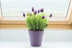 a potted plant with purple flowers in front of a window