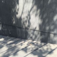 the shadow of a tree is cast on the concrete wall and sidewalk, as if it were in an urban setting