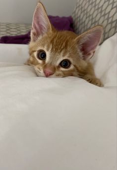 an orange kitten laying on top of a white bed