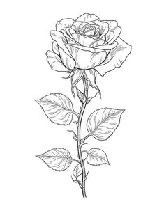 a drawing of a rose on a white background