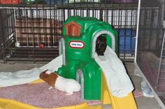 two guinea pigs in a cage playing with toys