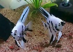 two black and white fish in an aquarium