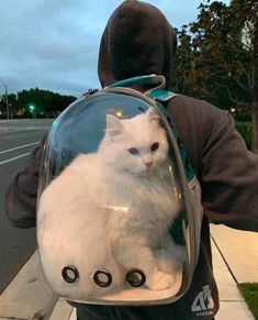 a white cat sitting in a clear backpack on the back of a person's shoulder