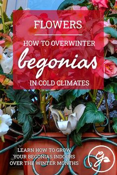 flowers and plants with the title how to overwint begonias in cold climates