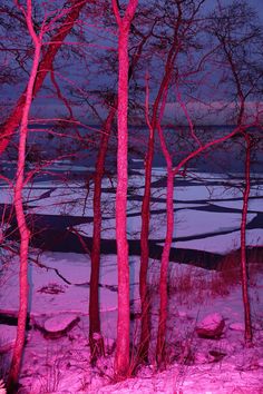 trees with red lights in the snow near water and ice floese covered ground