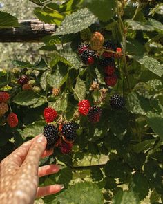 a hand reaching for berries on a bush