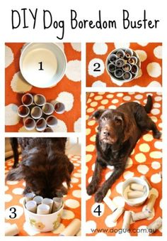 instructions to make diy dog boredom busterer for the dogs on their bed, including bowls and cups