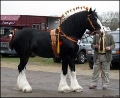 a man standing next to a large black and white horse in front of a building