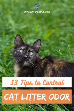 a cat sitting in the grass with text overlay that reads 13 tips to control cat litter