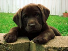 a brown puppy laying on top of a cement block in the grass next to a fence