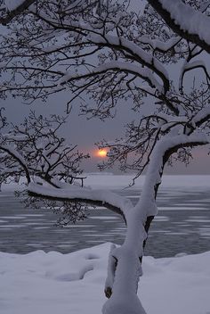 a tree covered in snow with the sun setting over water and ice floes behind it