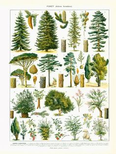 an illustration of different types of trees in the forest, including pines and other plants